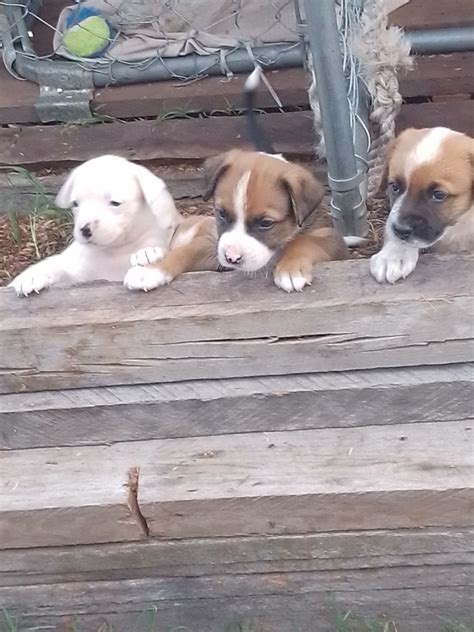 puppies for sale atherton tablelands